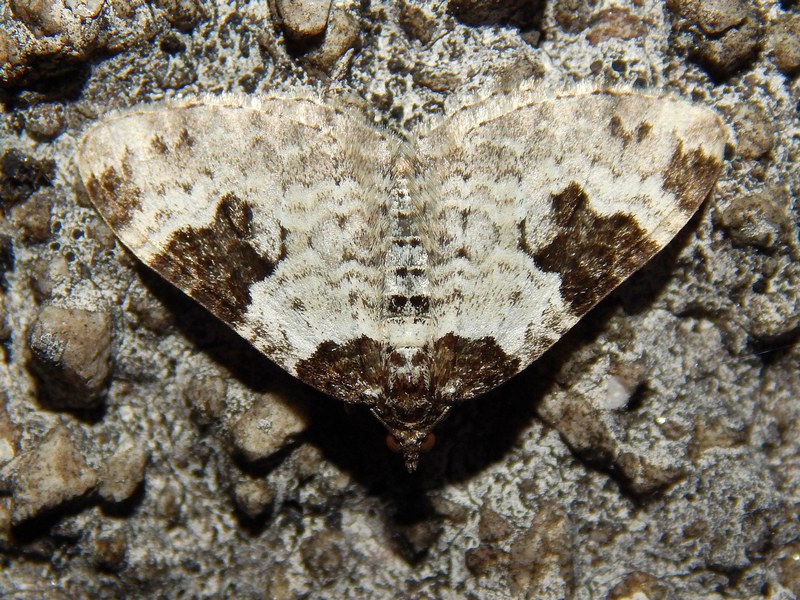 Xanthorhoe fluctuata